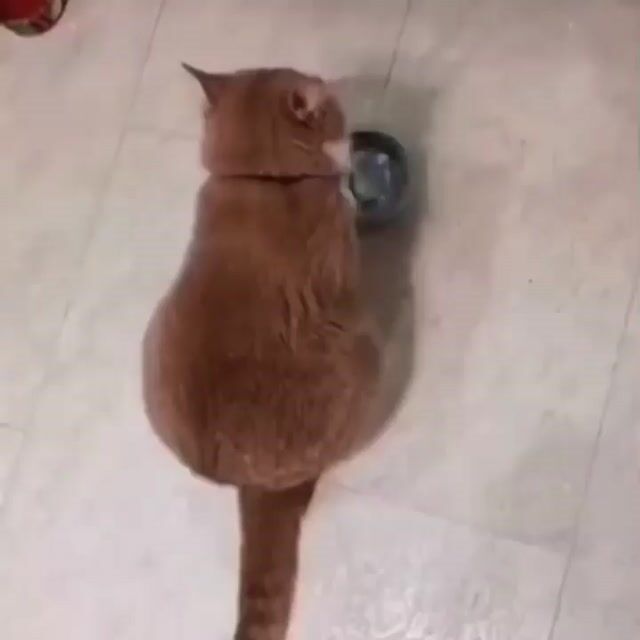 166336295_1119548165229723_4531132828225228449_n_17879530337157979.mp4
