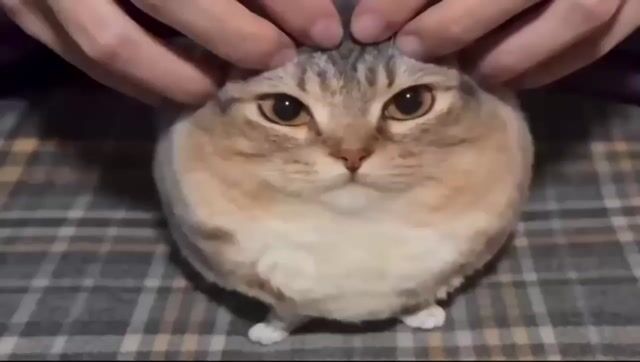 bababoooi.mp4
