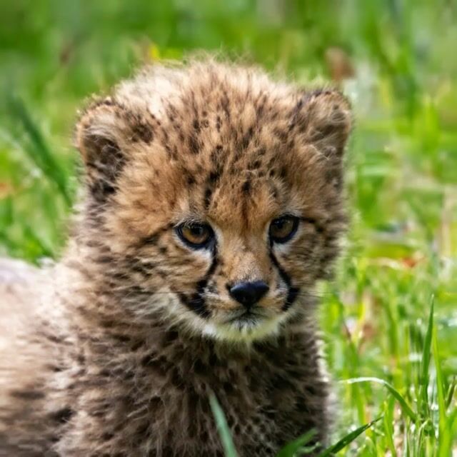 hf_20260401_053140_03fcbae2-5595-4fb2-b0c8-b0784f80dda3.mp4