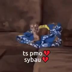 tigerdog-ts-pmo-sybau.mp4
