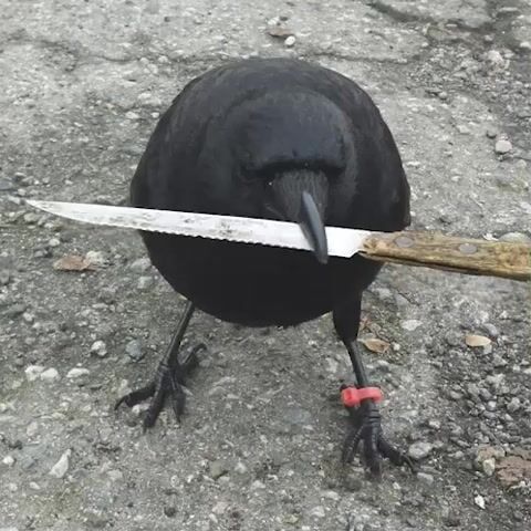 OG Community Member Deserve Respect.mp4