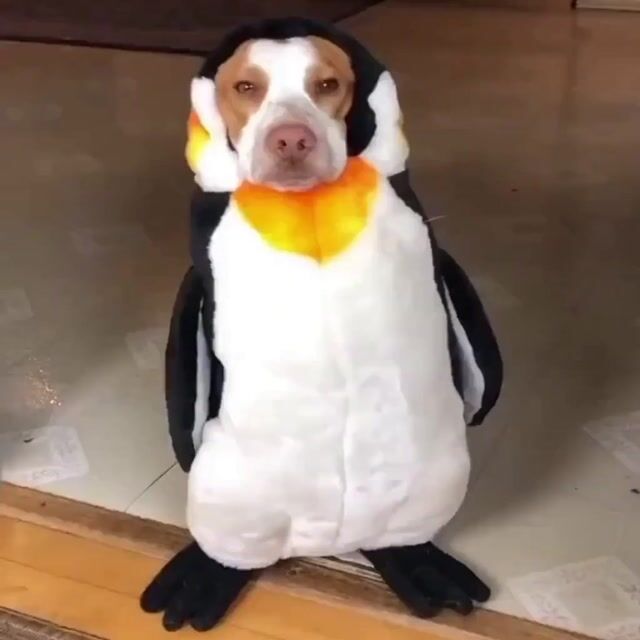 DOGUIN Logo video.mp4