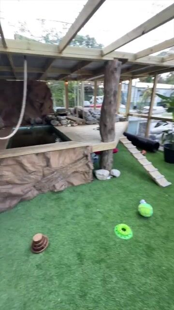 lola imn enclosure .mp4