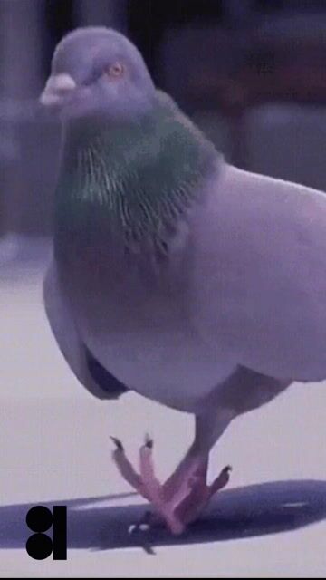 VID_20250609_134218_873.mp4