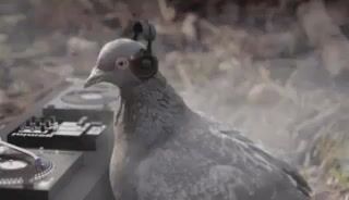 dj-pigeon-funny-animals.mp4