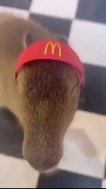 ssstwitter.com_1754923761623.mp4