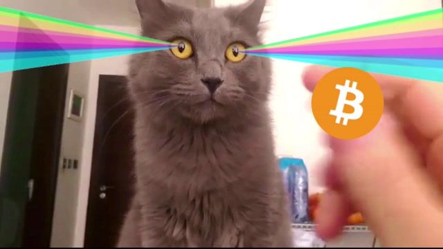 bitcoincat.mp4